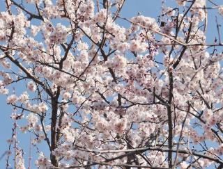 Arbre qui fleurit au printemps