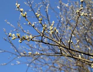 Arbre qui fleurit en hiver