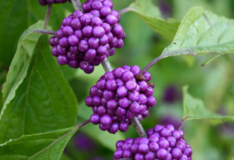 Boutons de couture, fleur violette et son feuillage.