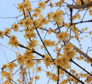 Arbuste a fleurs hiver