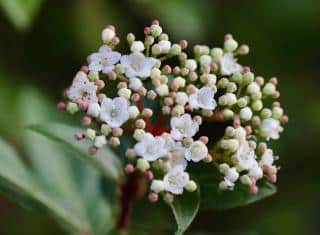 Arbuste qui fleurit automne