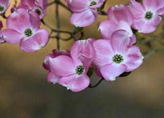 Arbustes a fleurs rose au printemps