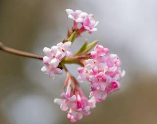 Arbustes a fleurs rose en hiver