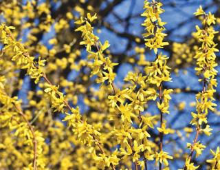 Arbustes qui fleurissent au printemps