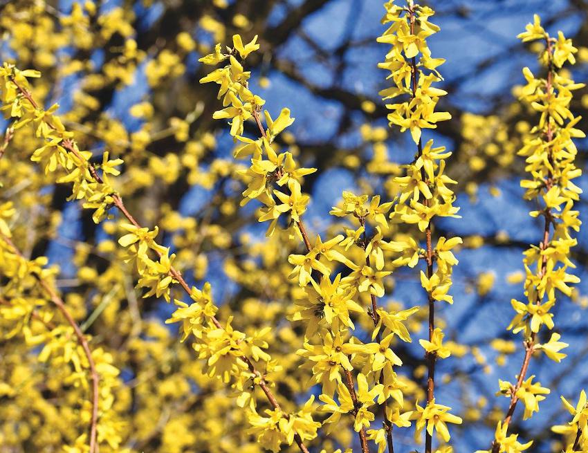 Fleurs de printemps : que faire au jardin