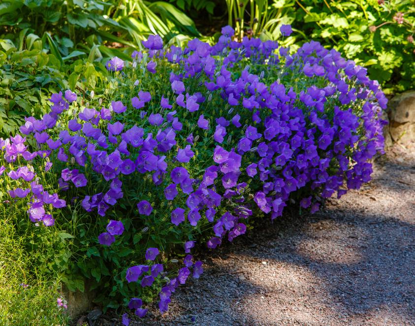 Campanule des Carpates (Campanula carpatica) : plantation et entretien