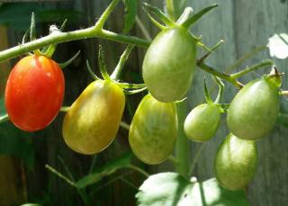 Cultiver tomate roma