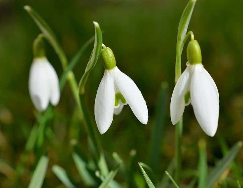 10 fleurs d'hiver - Plantes, arbustes, grimpantes - Jardiner Malin