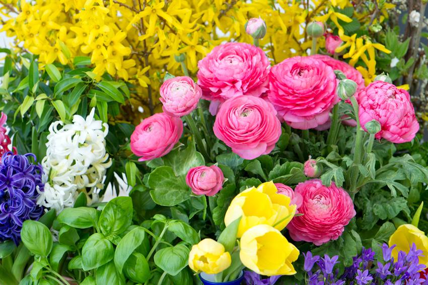 Fleurs de printemps : liste de 12 plantes et arbustes pour le jardin