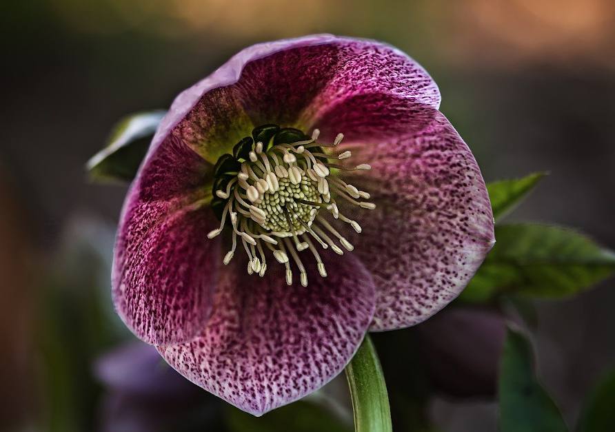 Les plantes & fleurs d'hiver