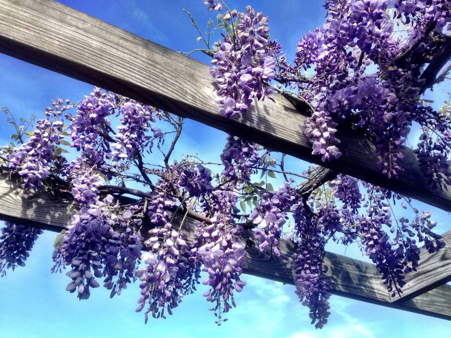 Glycine : planter et tailler – PagesJaunes