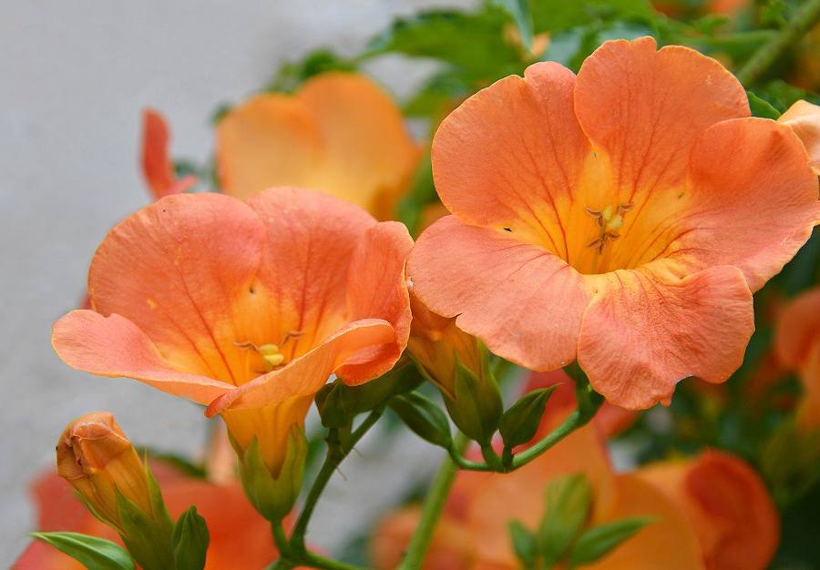 Fleurs orange : liste de 9 fleurs incontournables pour le jardin