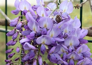 Grimpante Fleurs violettes