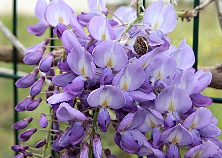 Liste de 9 fleurs violettes pour le jardin – Jardiner Malin