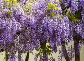 Grimpante qui fleurit au printemps