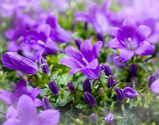 Jardin Fleurs violettes
