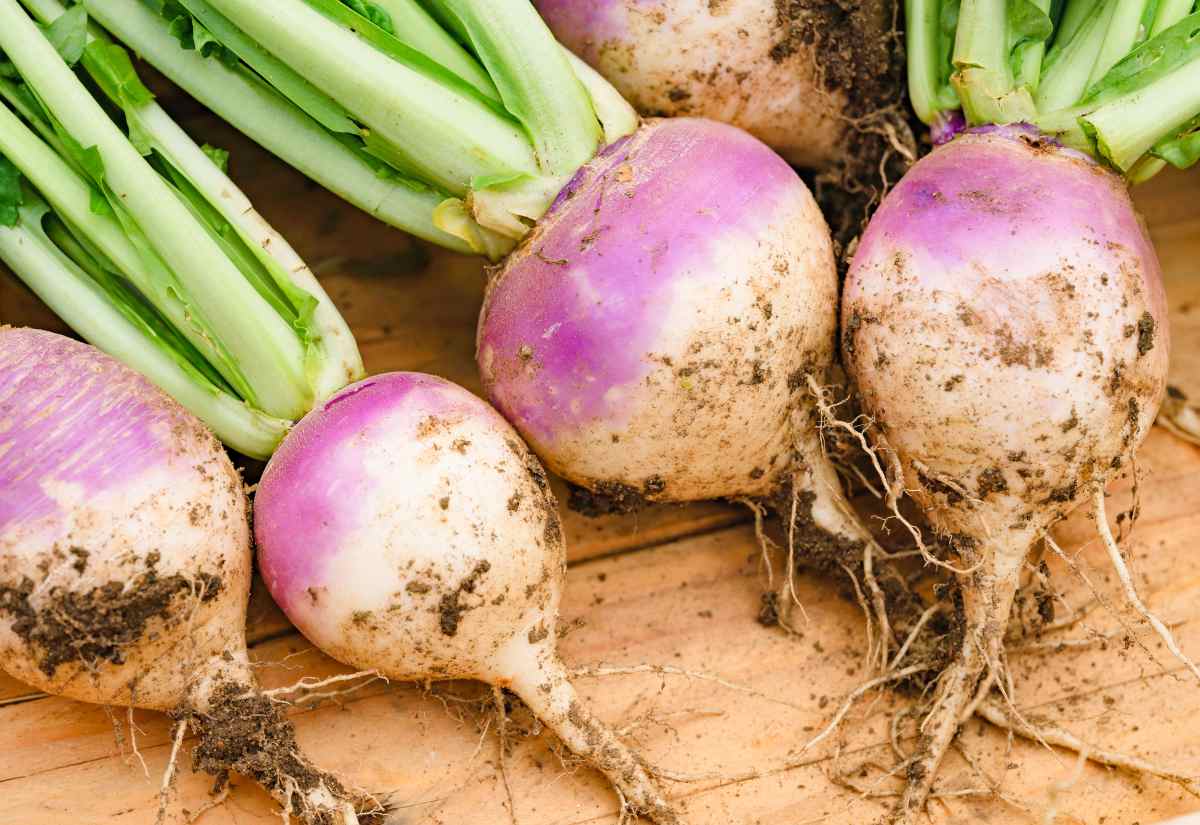 Graines de Navet de Péronne à semer au potager