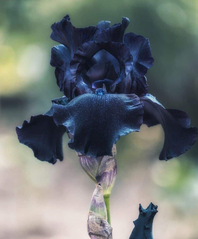 Plantes Fleurs noires