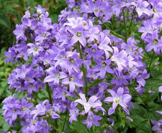 Plantes Fleurs violettes