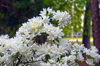 Plantes de bruyere exposition emplacement