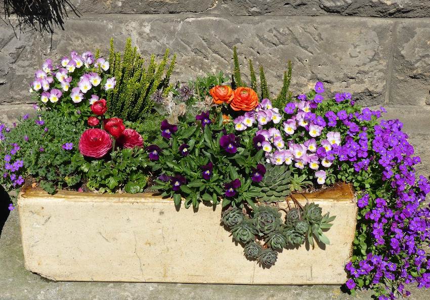 Jardinière d'été : idées de plantes et conseils – Jardiner Malin