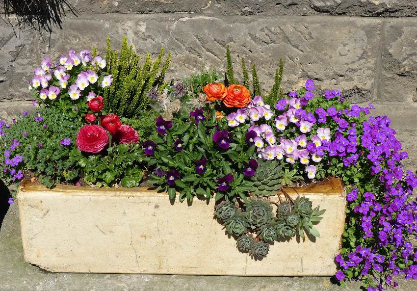 Auf Wiedersehen Komponieren Beitrag plantes vivaces pour jardinieres ...