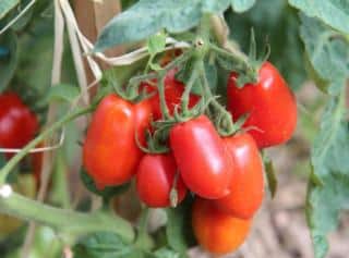 Tomate Roma