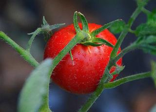 Tomate Saint Pierre