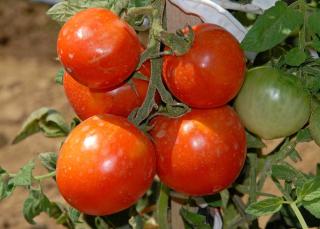 Tomate saint pierre