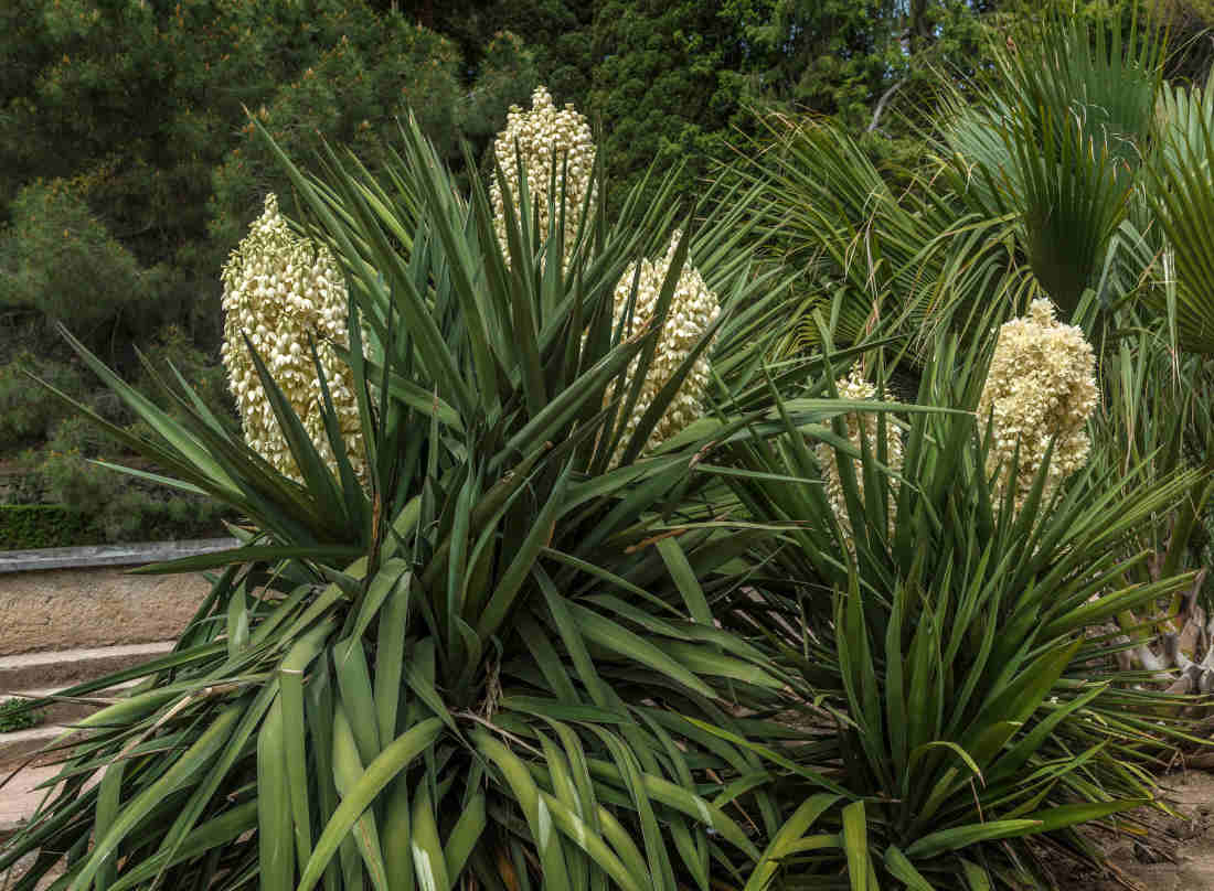 Yucca gloriosa - yucca d'extérieur