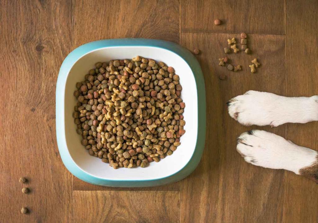 alimentation chien - bien nourrir son chien