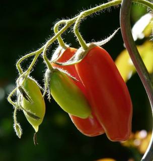 andine cornue des andes