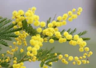 arbre fleur jaune