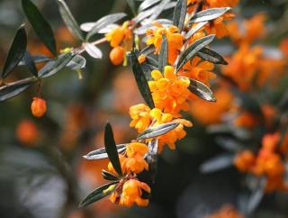 arbuste Fleurs oranges