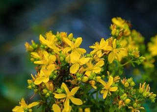 arbuste fleur jaune