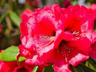 arbustes a fleurs rouges