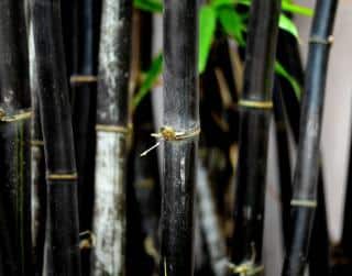 bambou noir