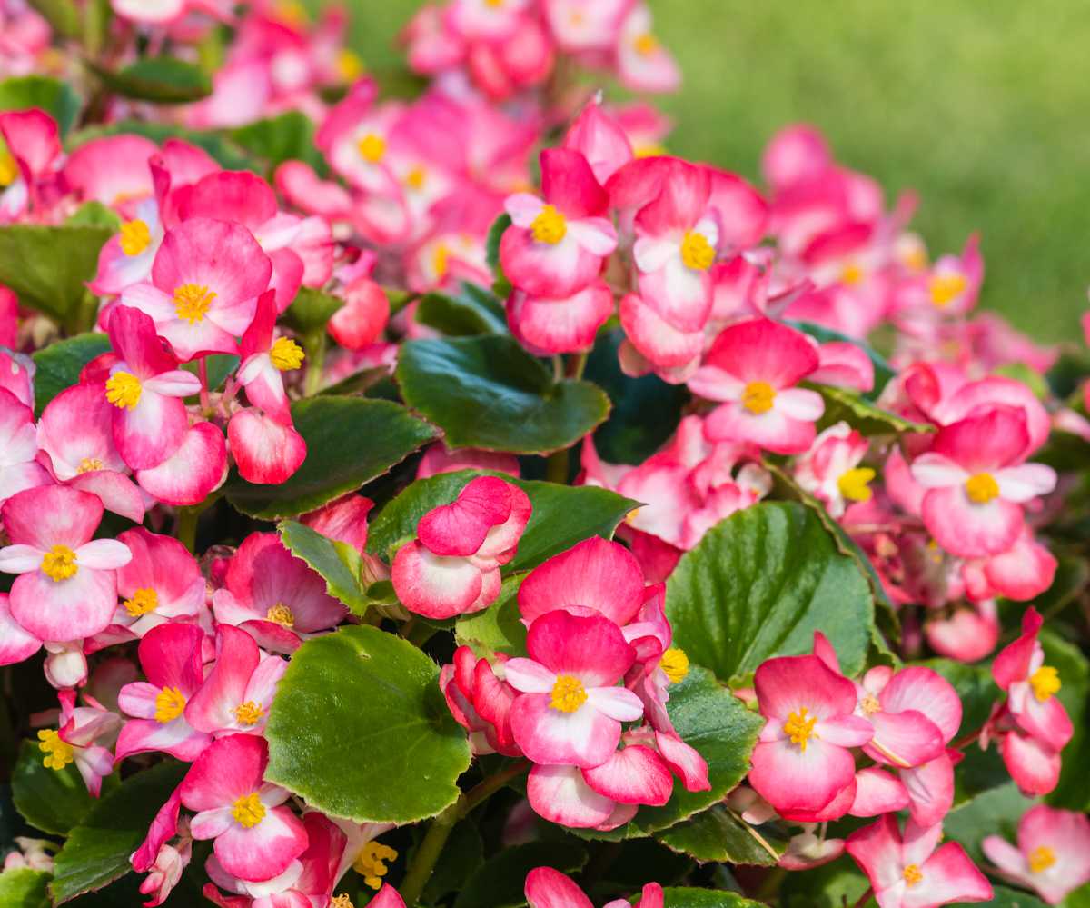 Bégonia : plantation, floraison et conseils d'entretien