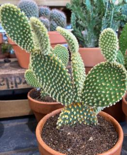 cactus opuntia microdasys