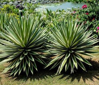 cactus plante pour Jardin exotique