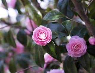 camellia bruyere