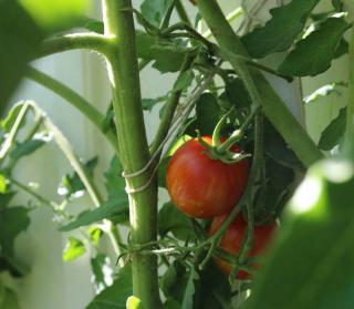comment attacher tomate tuteur