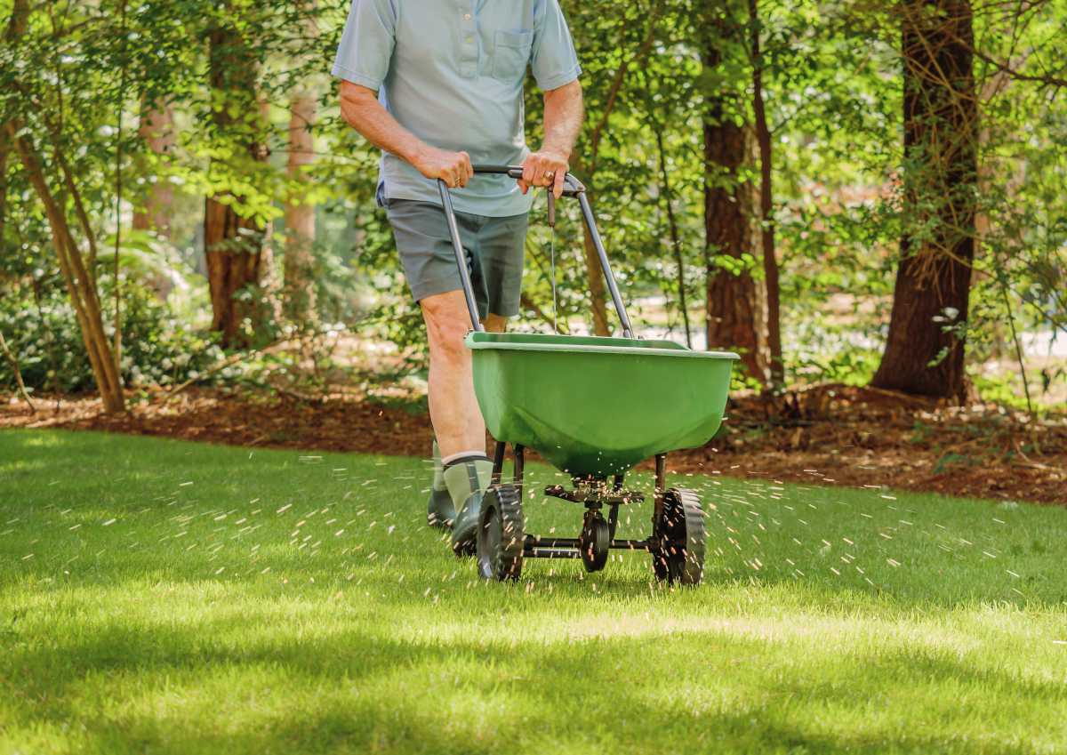 Quand et comment ensemencer sa pelouse après l'été ?