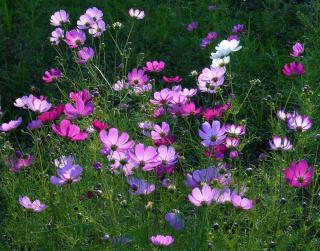 cosmos fleur