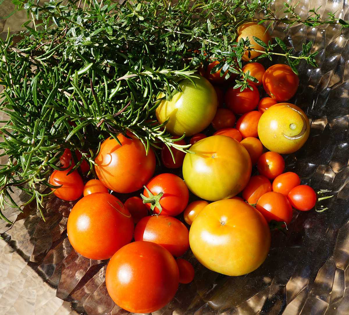 cultiver tomate facilement