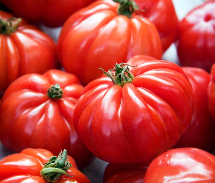 culture tomate marmande