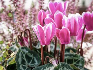 cyclamen jardiniere hiver