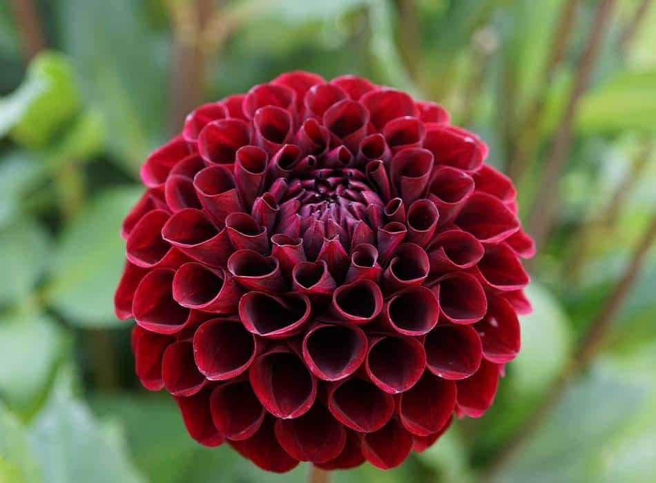 Liste de 9 fleurs rouges pour le jardin – Jardiner Malin