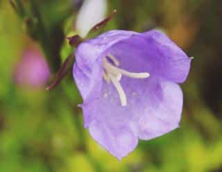 fleur de campanule des carpates - campanula carpatica