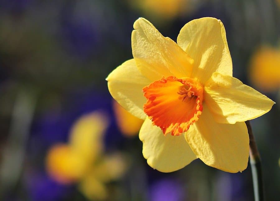 Liste de 9 fleurs jaunes pour le jardin – Jardiner Malin